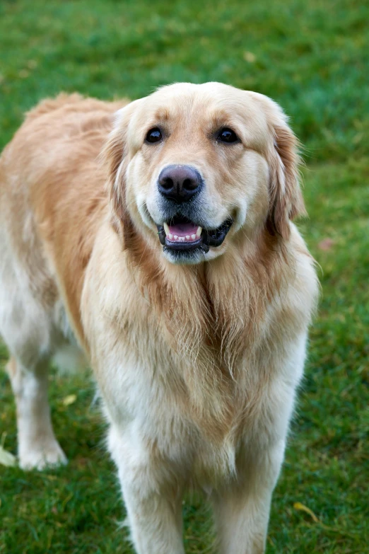 a golden retriever dog in the grass looking at the camera