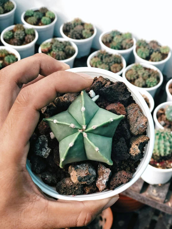 a cactus flower is in a white flowerpot in front of many plants