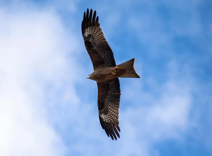 an eagle soaring through the blue sky in mid flight