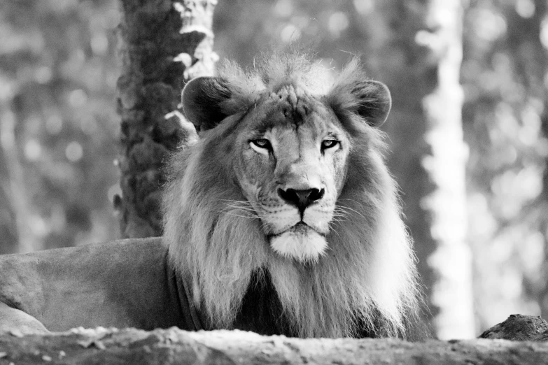 a black and white po of a lion