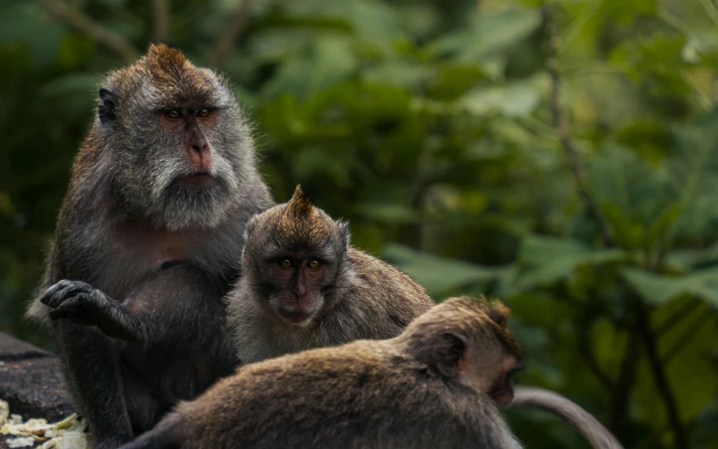 monkeys in a forest setting sitting on a ledge