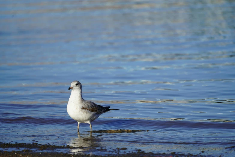 a seagull standing in the water with his legs crossed