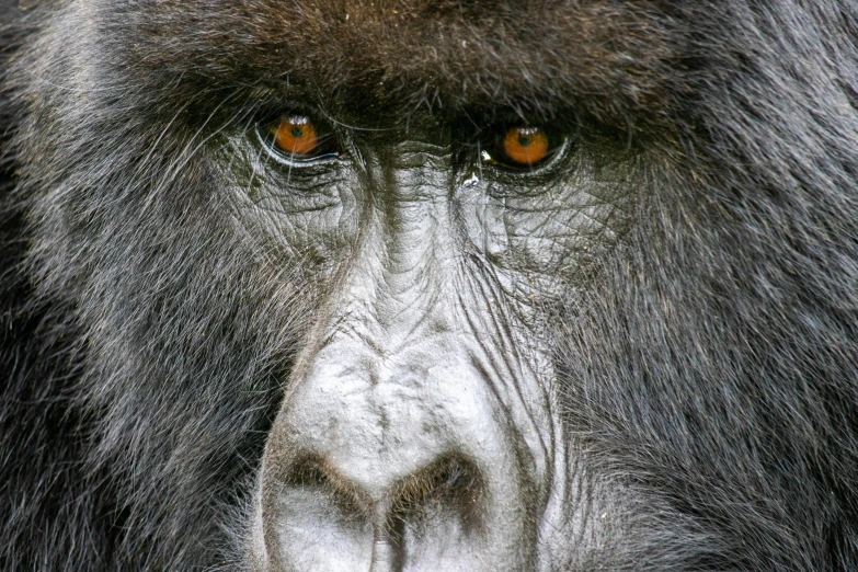 the upper portion of a gorilla's face and red eyes