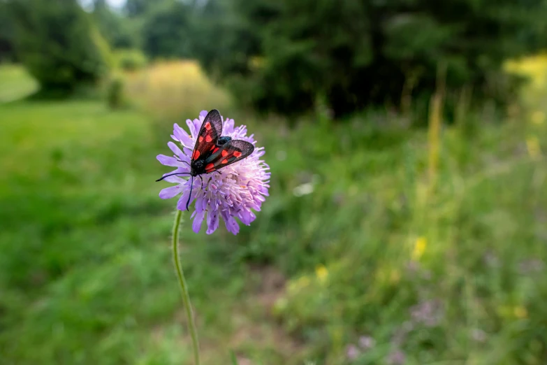 a erfly that is sitting on a flower