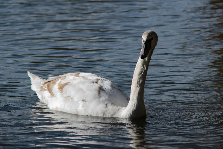 a close - up of the front end of a swan with it's head turned towards the water
