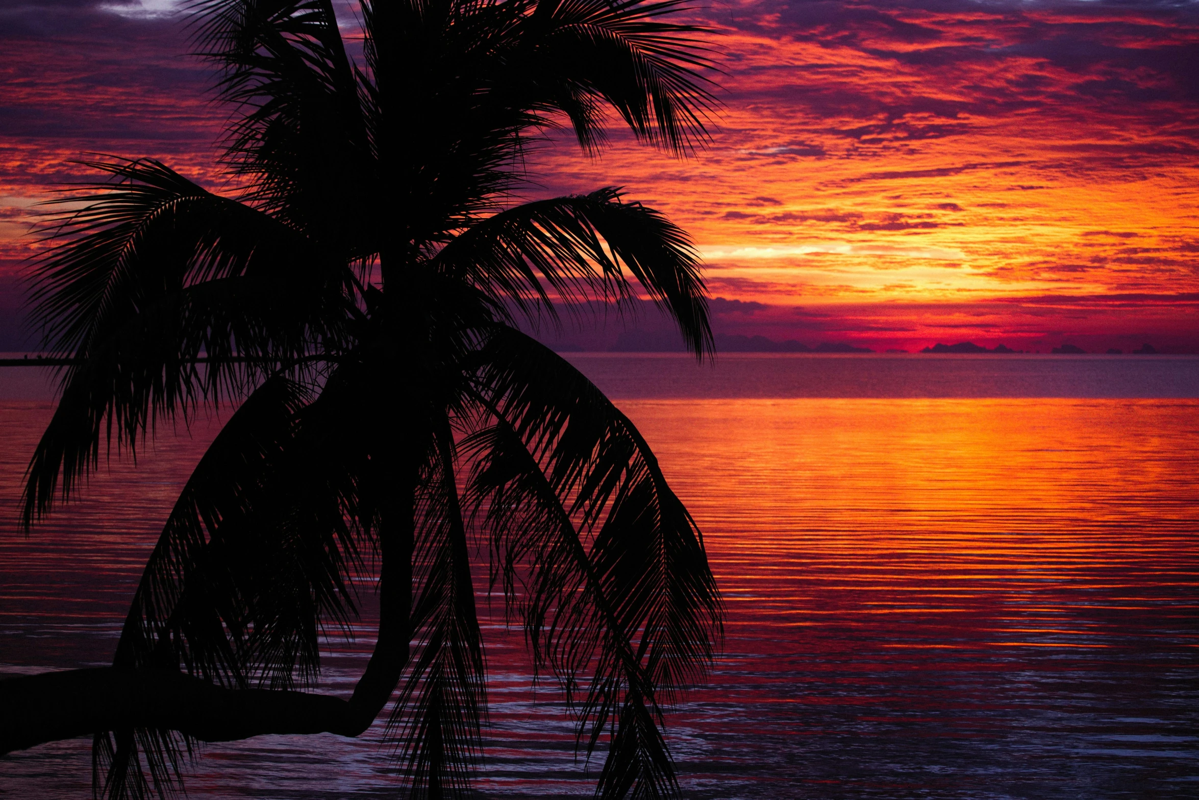 a silhouetted palm tree against a sunset over a body of water