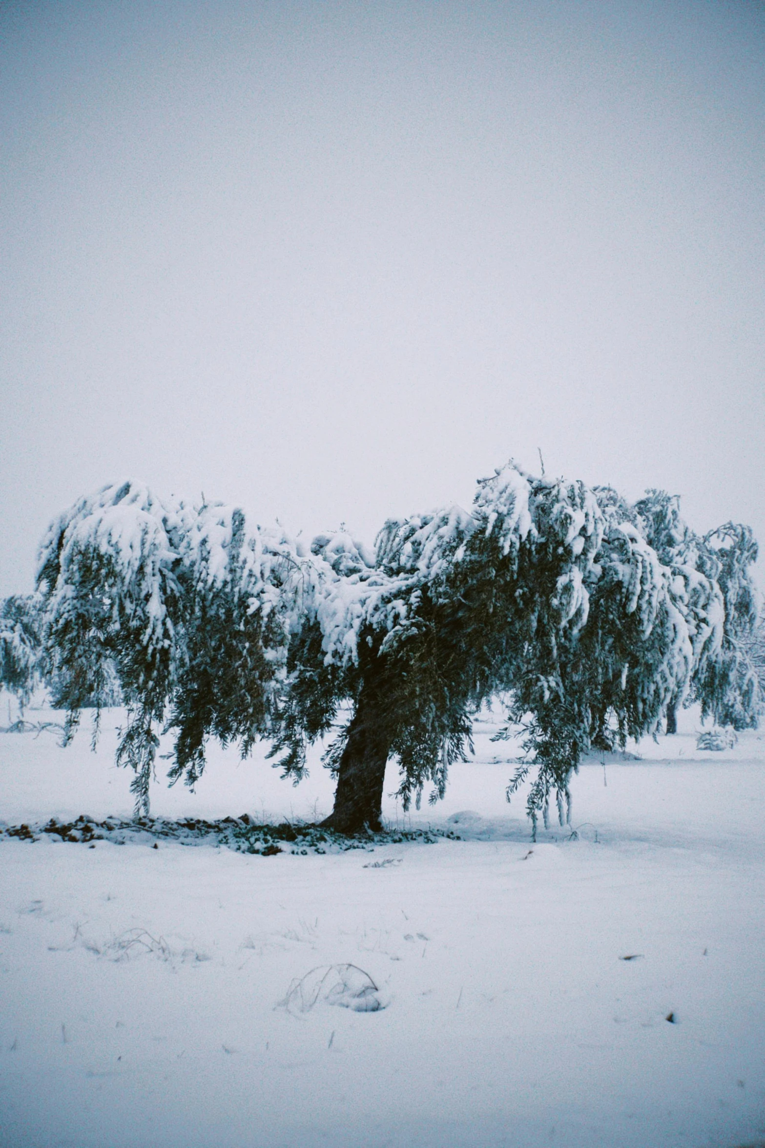 a snow covered tree is seen here in the winter