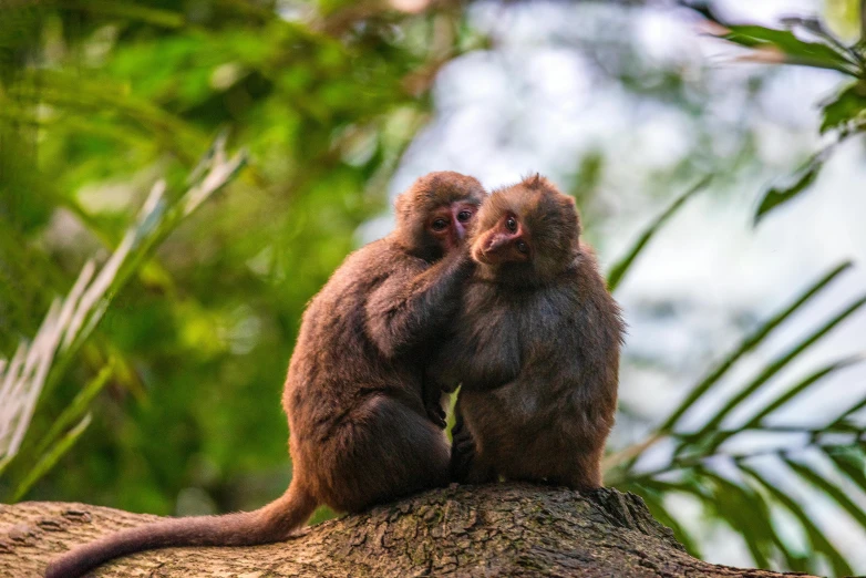 two monkeys sitting on the edge of a tree