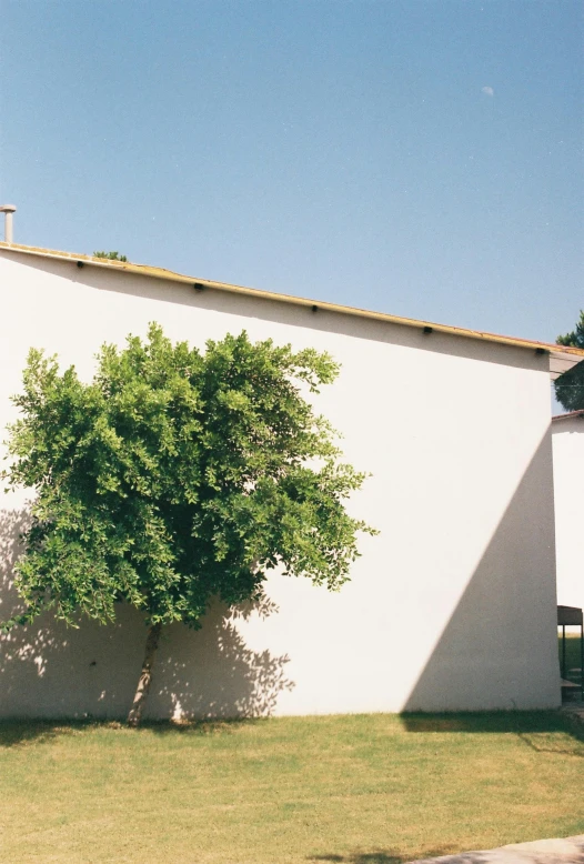 a lone tree in front of a building