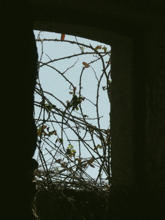 a tree in the sky next to a window