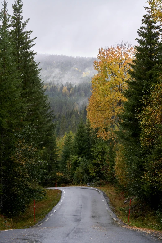 a tree lined road has some very foggy trees