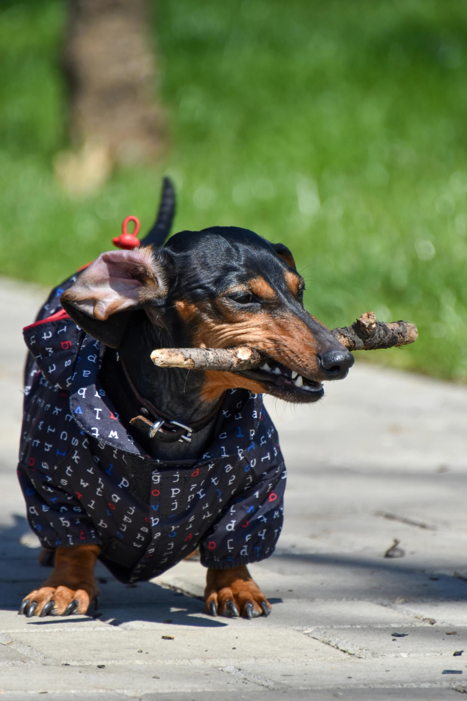 a small dog wearing pajamas is holding a stick