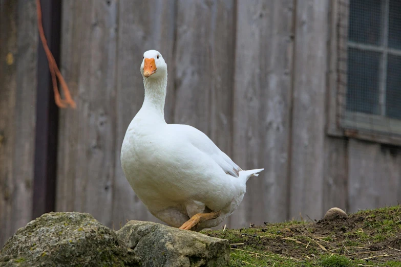 there is a bird that is standing on a rock