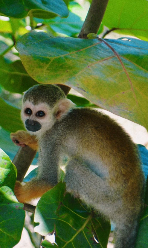 a monkey in tree with leaves around him