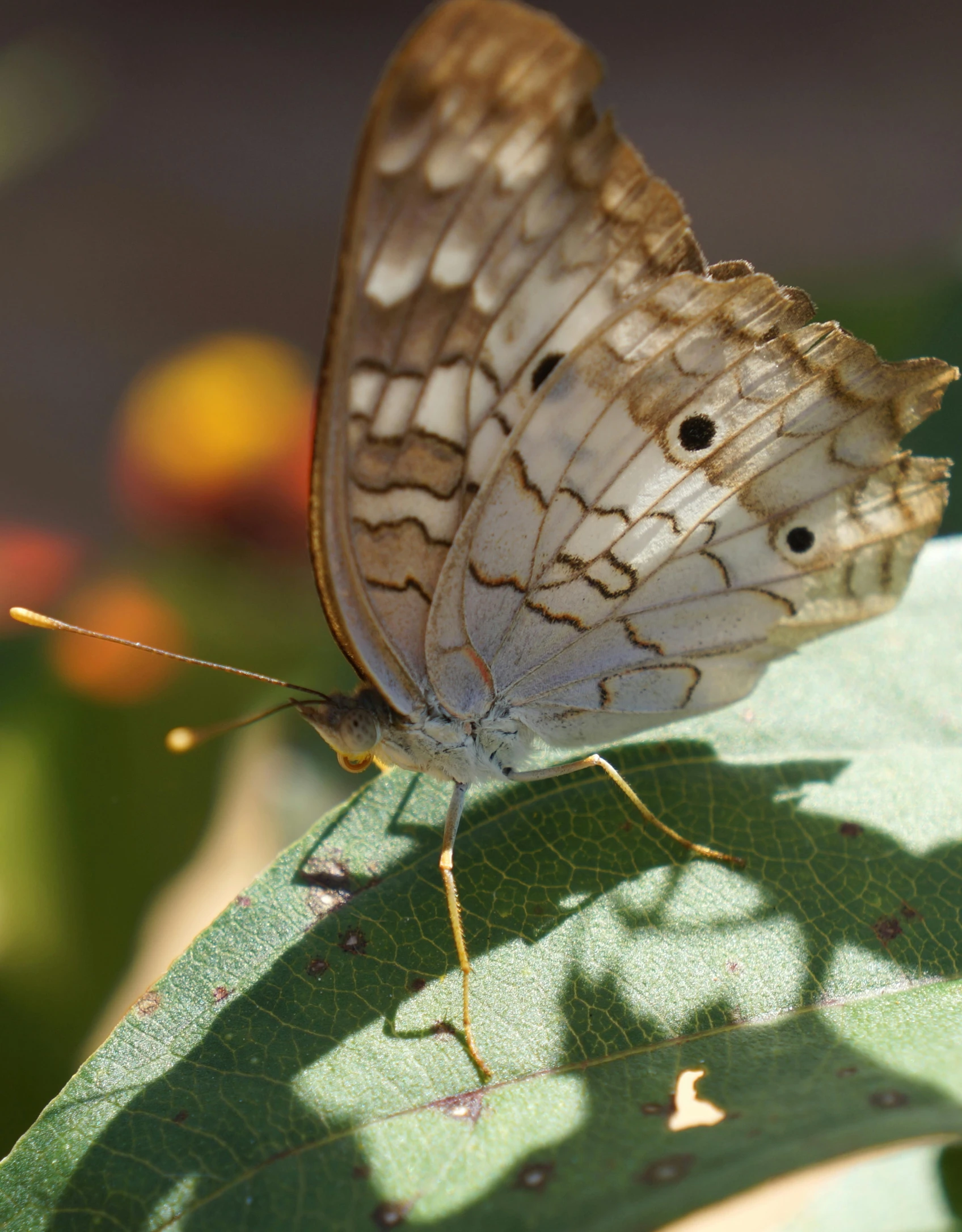 a erfly is perched on top of a leaf