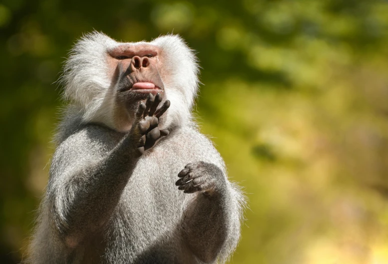 a white handed monkey looking around the corner of his body