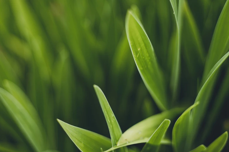 a large green plant with thin leaves