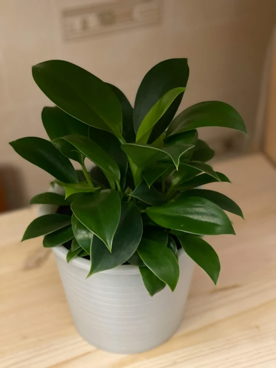 a white planter with green leaves on a table