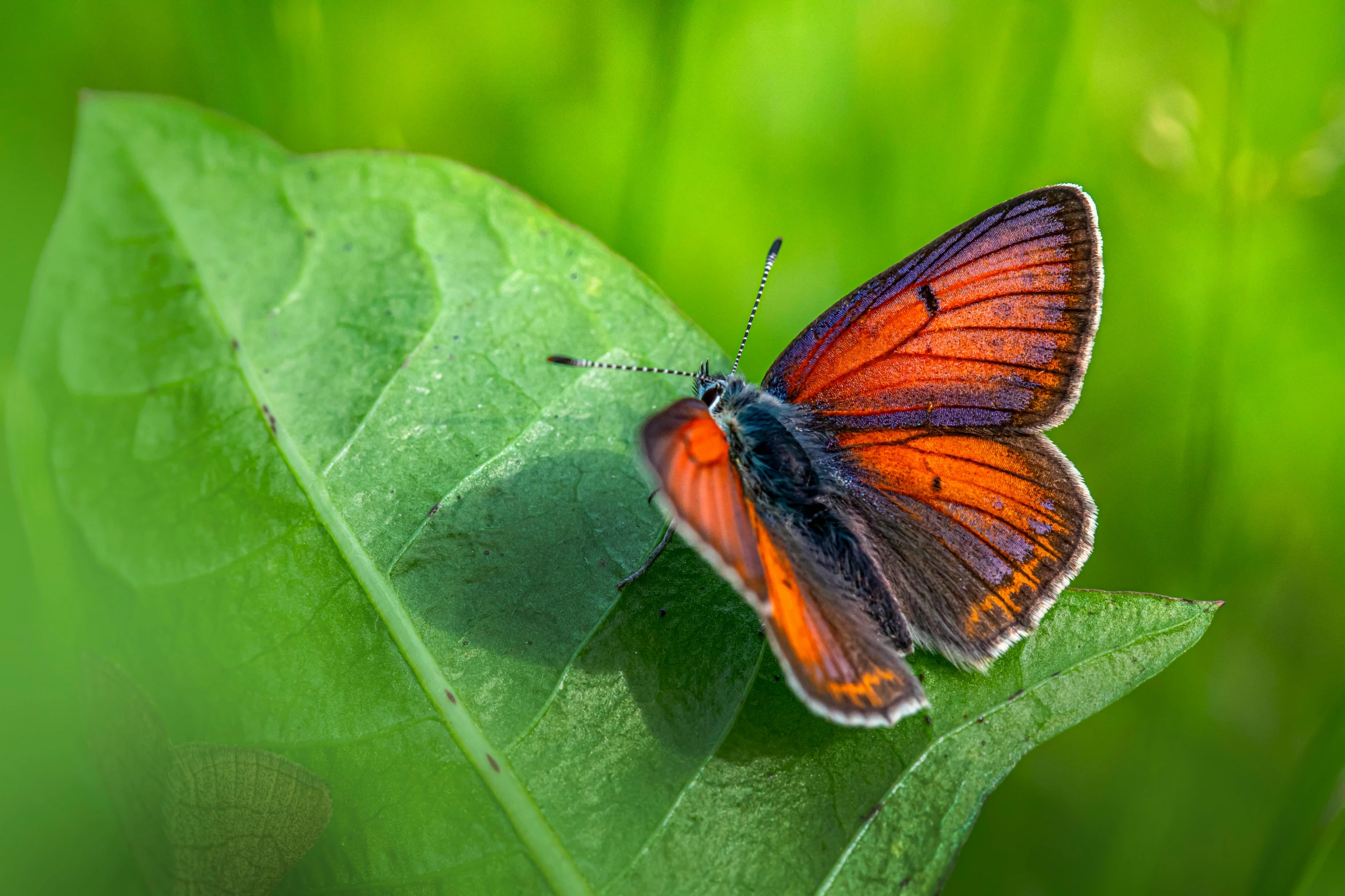 orange and black erfly sitting on top of a green leaf