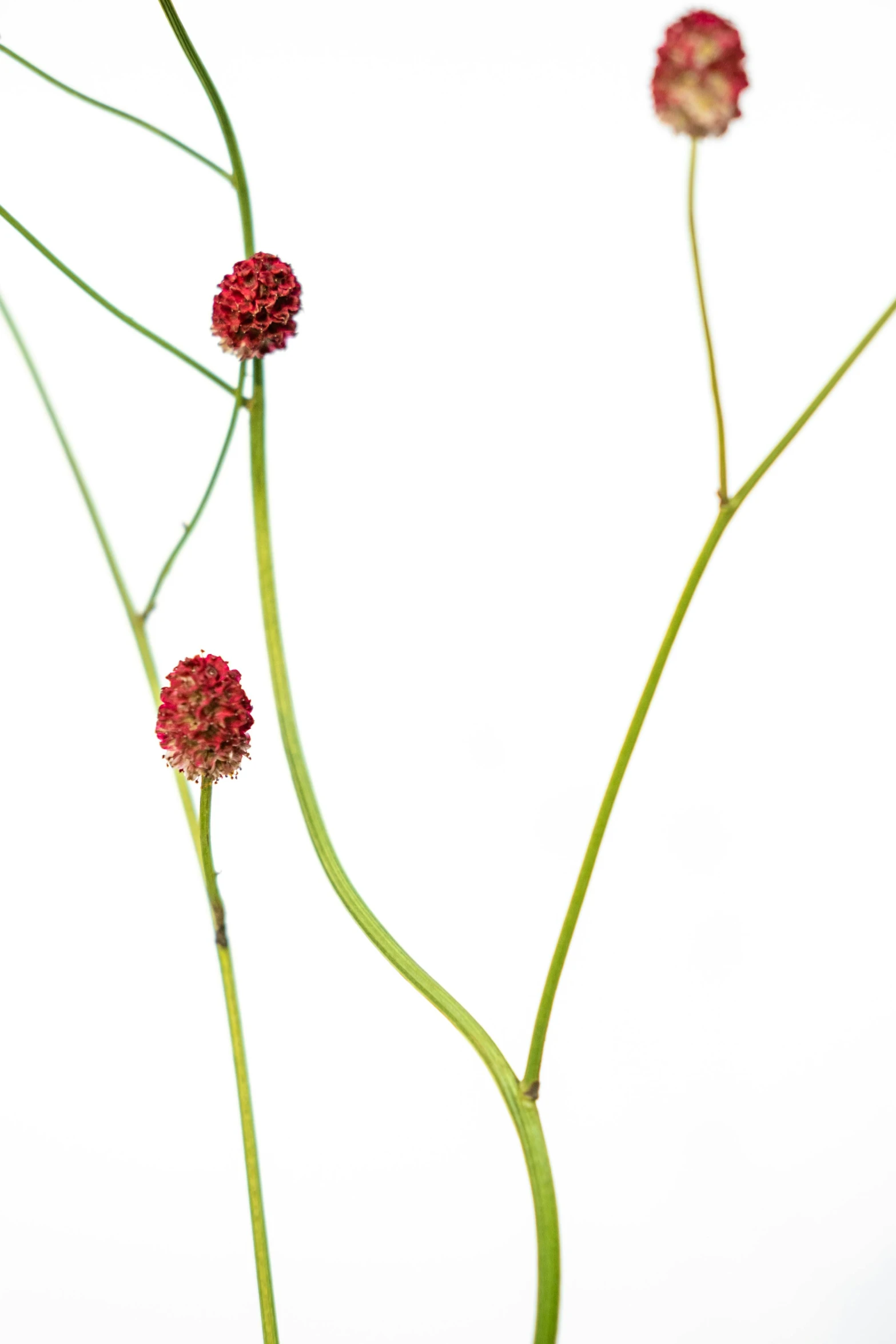 two stems with red flowers sitting in front of white wall