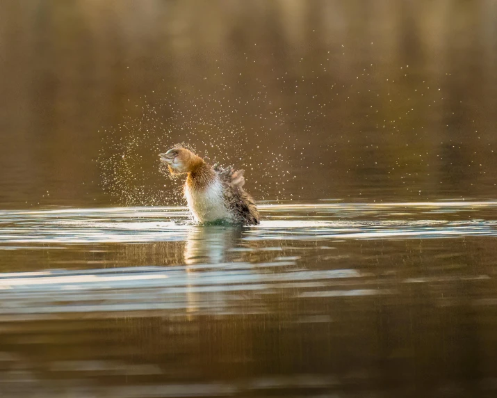 a bird is splashing water in the air