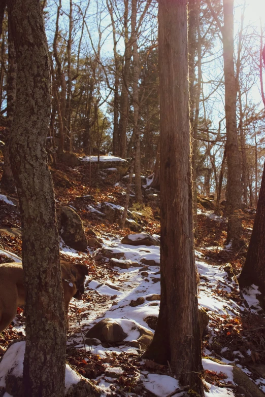 a pathway of rocks and rocks with snow and trees