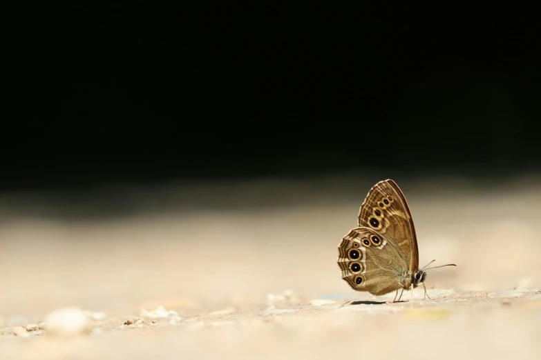 a small erfly sits on the sand