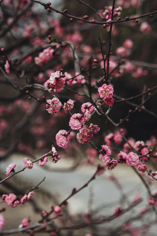 blooming pink flowers and nches at the bottom