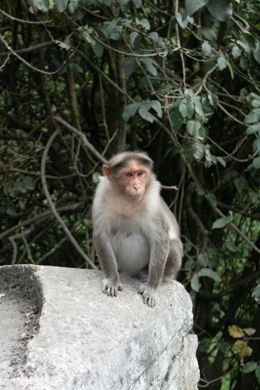 a monkey is sitting on top of the rock and looking up