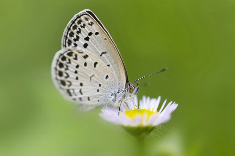 a erfly perched on a flower looking for insects to find