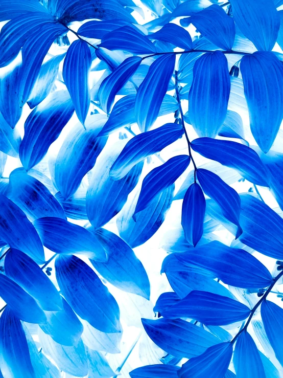 blue flowers against the blue sky and white clouds