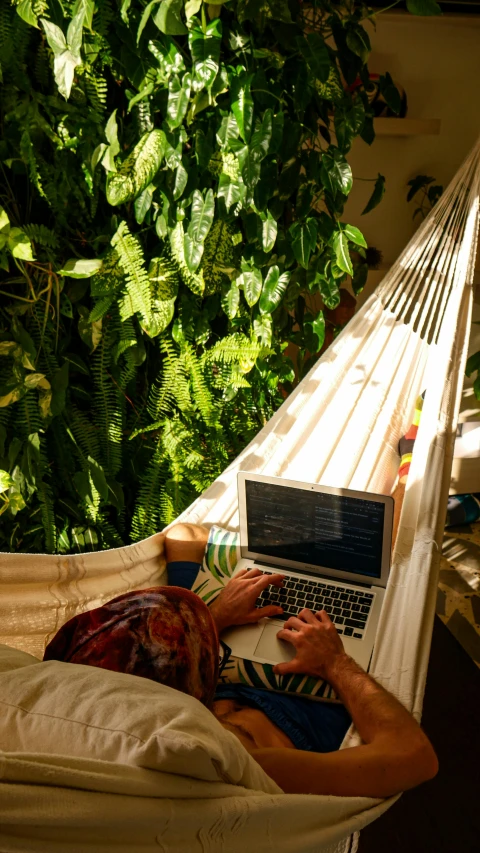 person on laptop in a hammock with tree in background