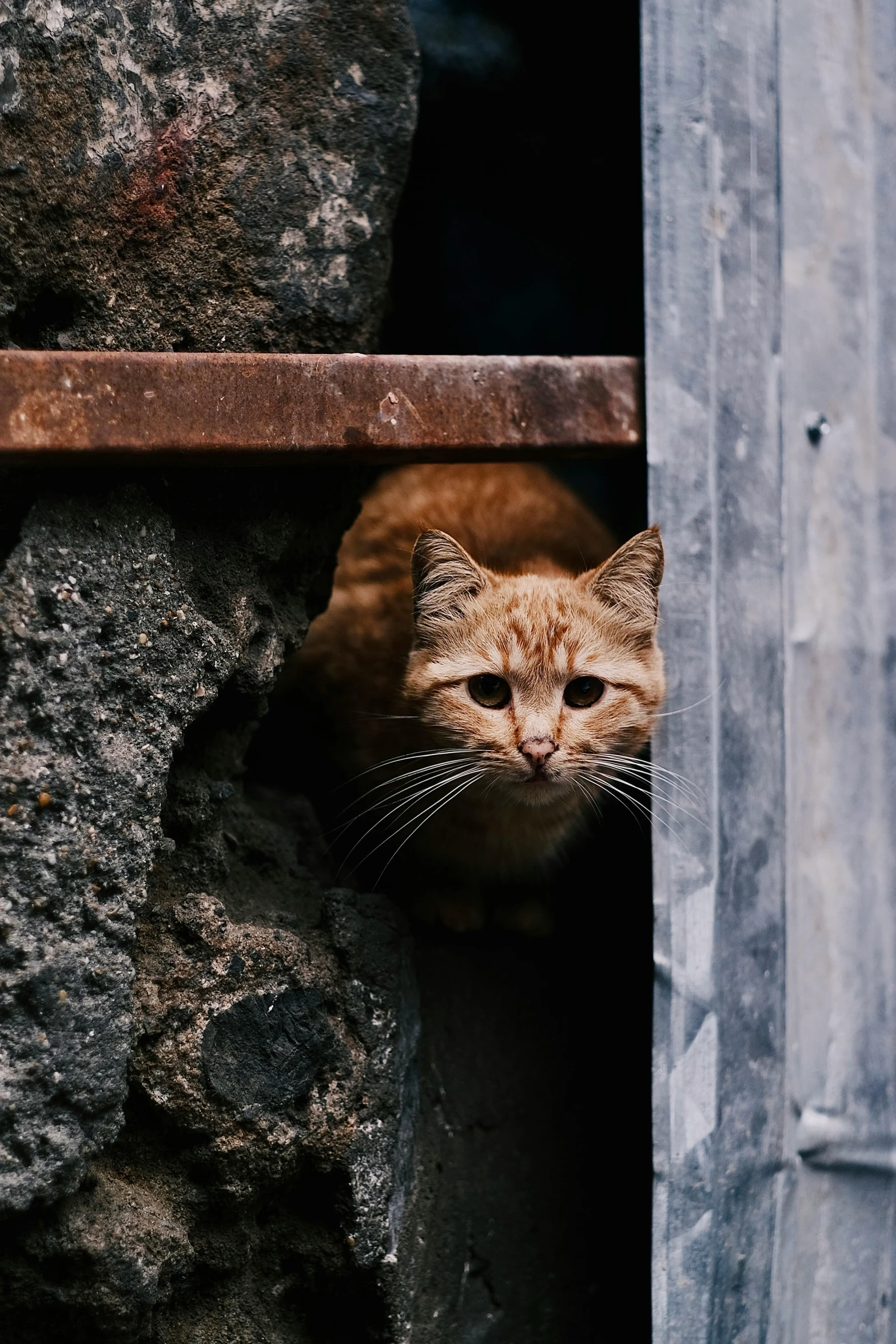 an orange cat peering out of its stone enclosure