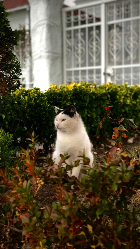 there is a cat that is sitting in the bushes