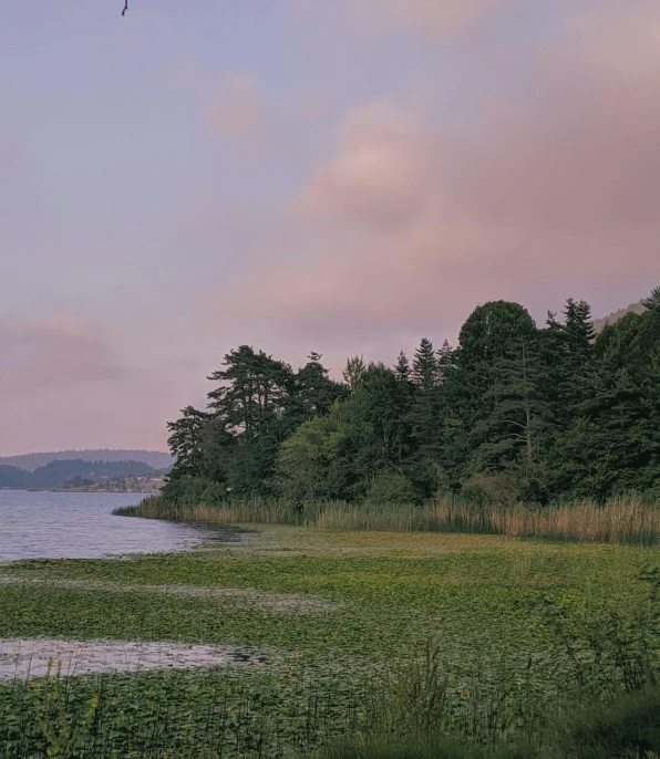 people flying a kite in front of a tree line