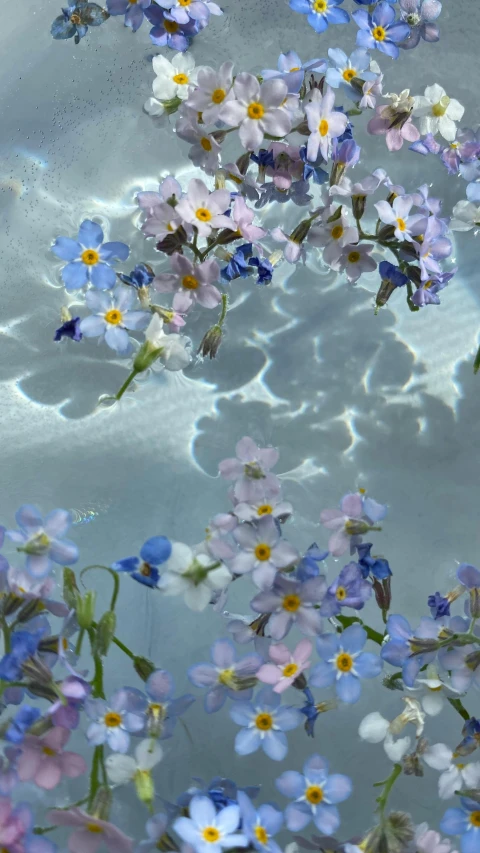 the flowers are floating on the water and being reflected by the surface