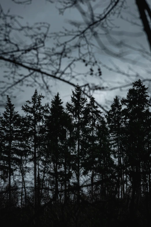 a tree line silhouetted against a dark sky