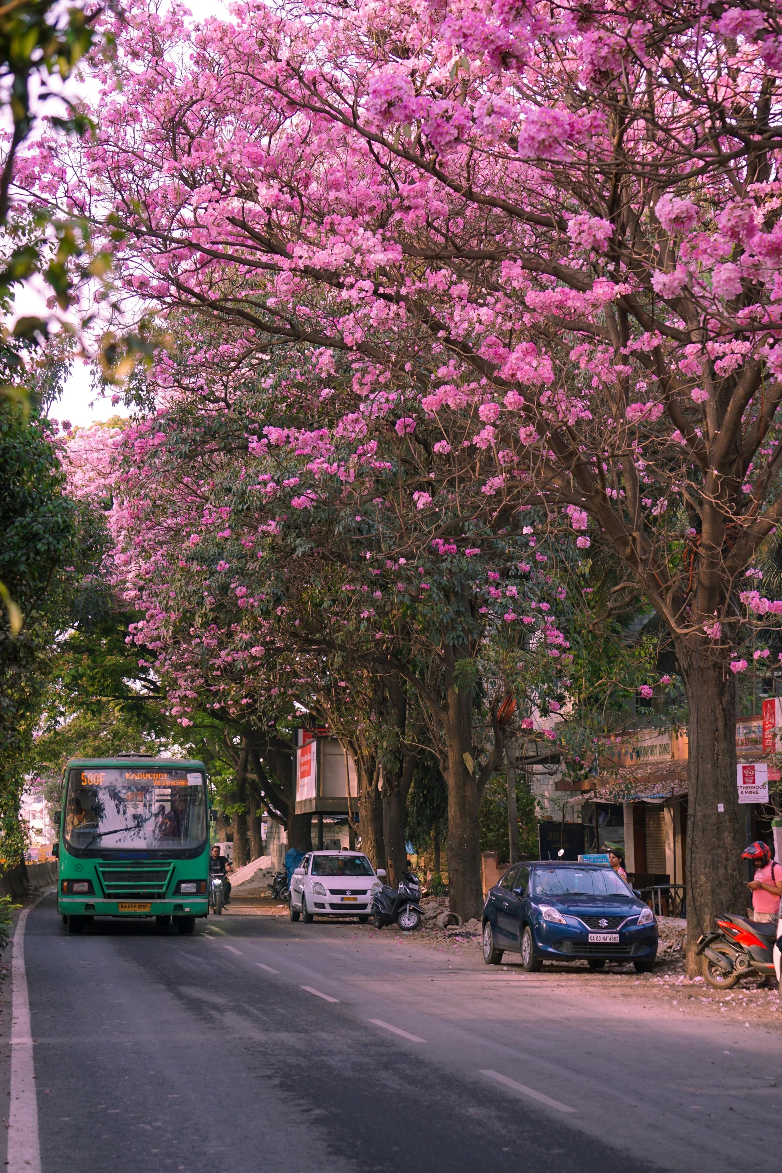 cars drive down the street near a blossoming tree