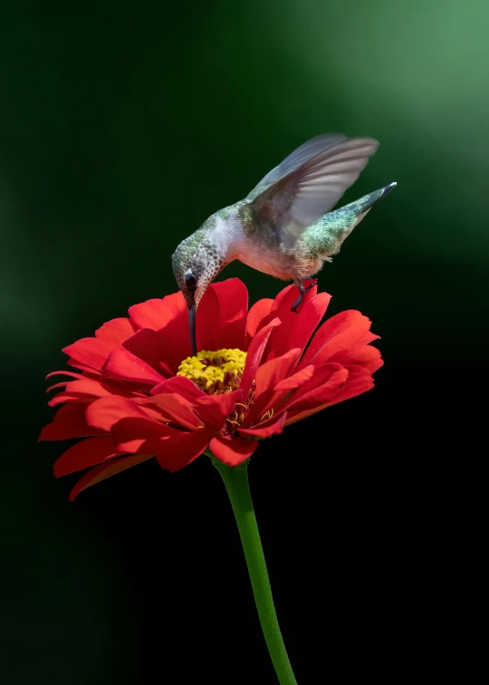 a hummingbird hovering next to a red flower