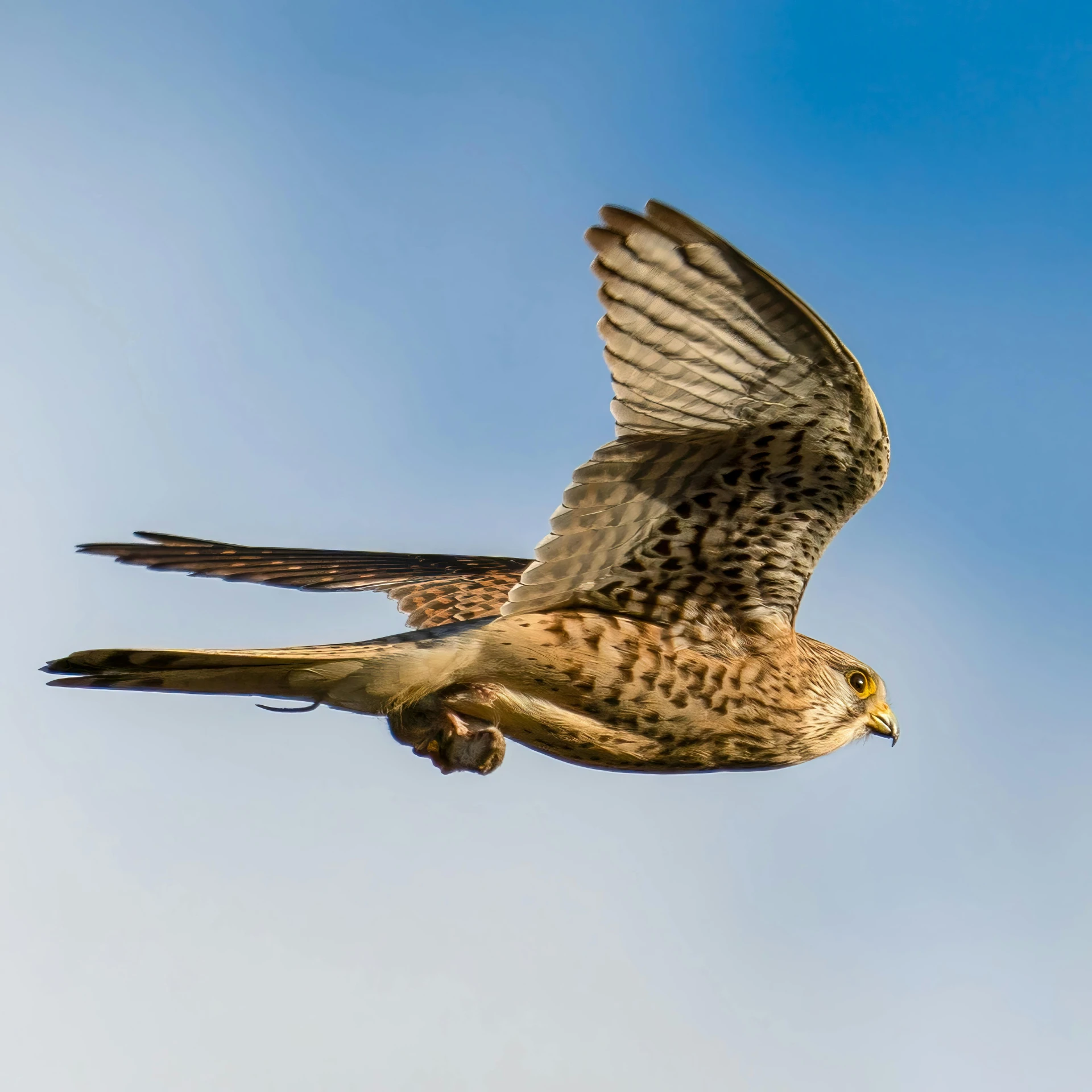 bird with its wings outstretched in the sky