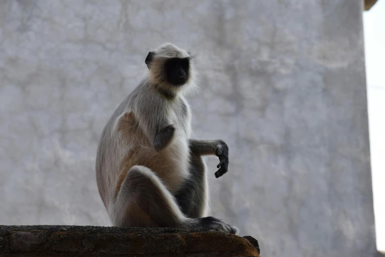 a monkey is sitting on top of a rock