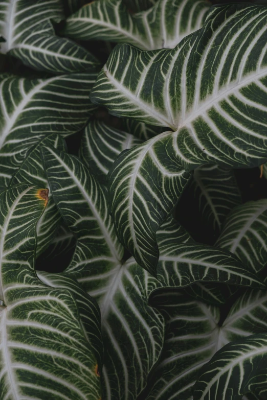 large leaves surrounding one another in the middle of a plant