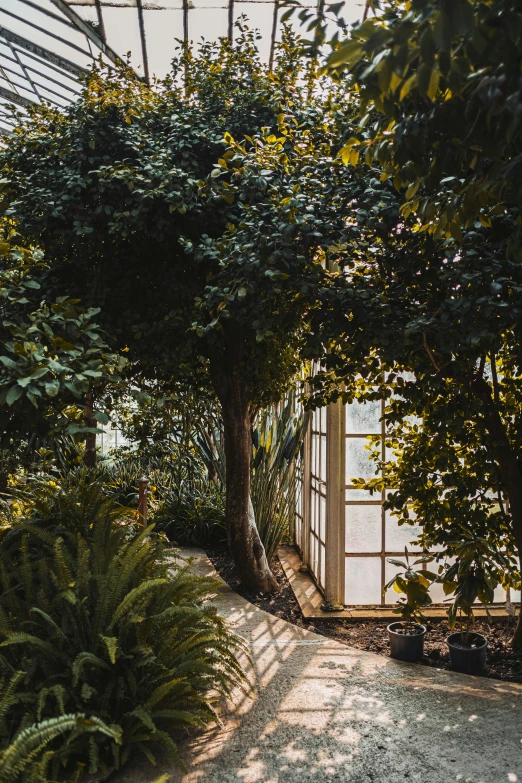 the view from behind some trees in a greenhouse