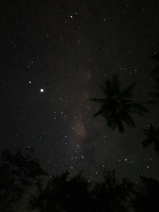 stars and trees at night with a dark sky