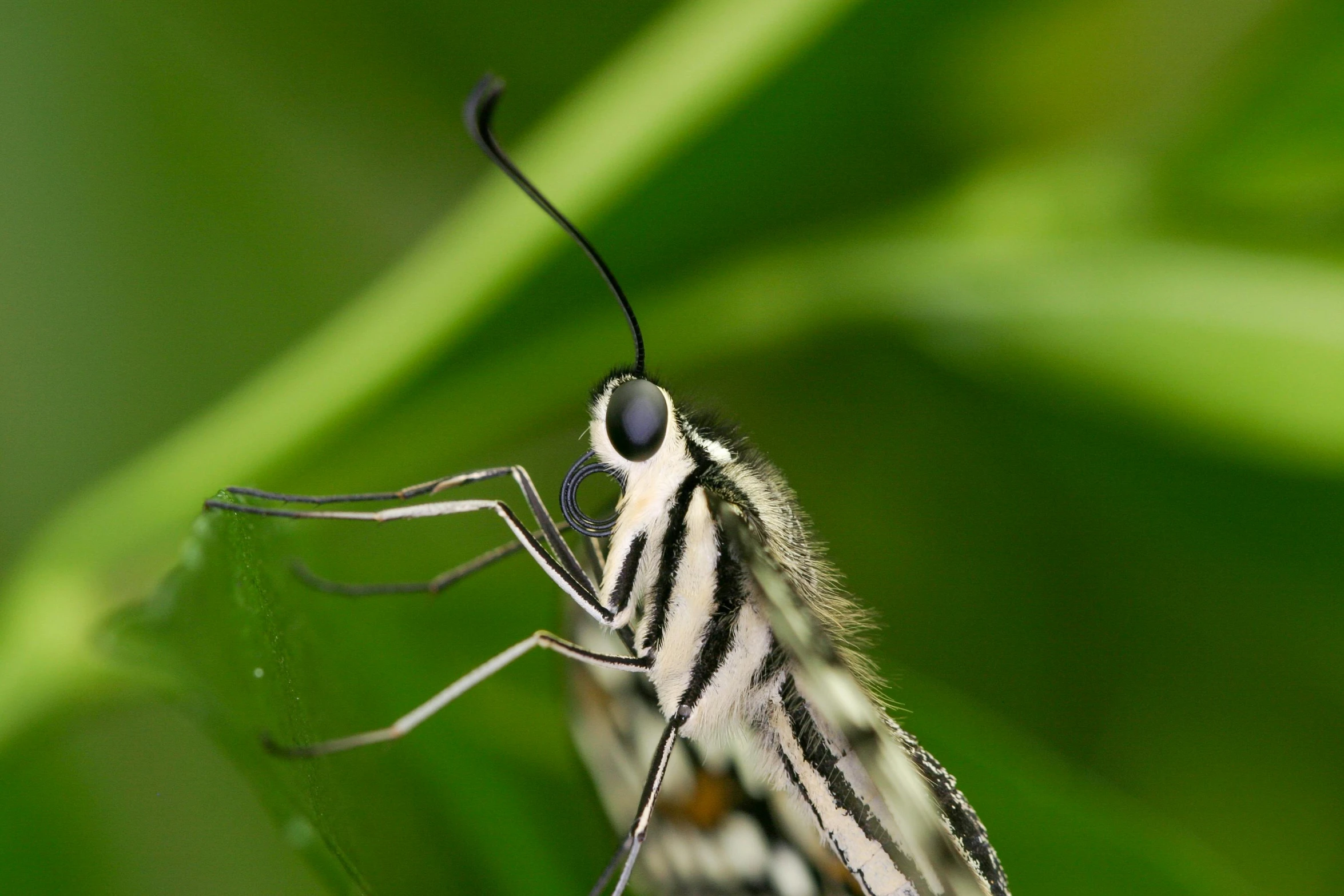 a striped insect rests on green leaves