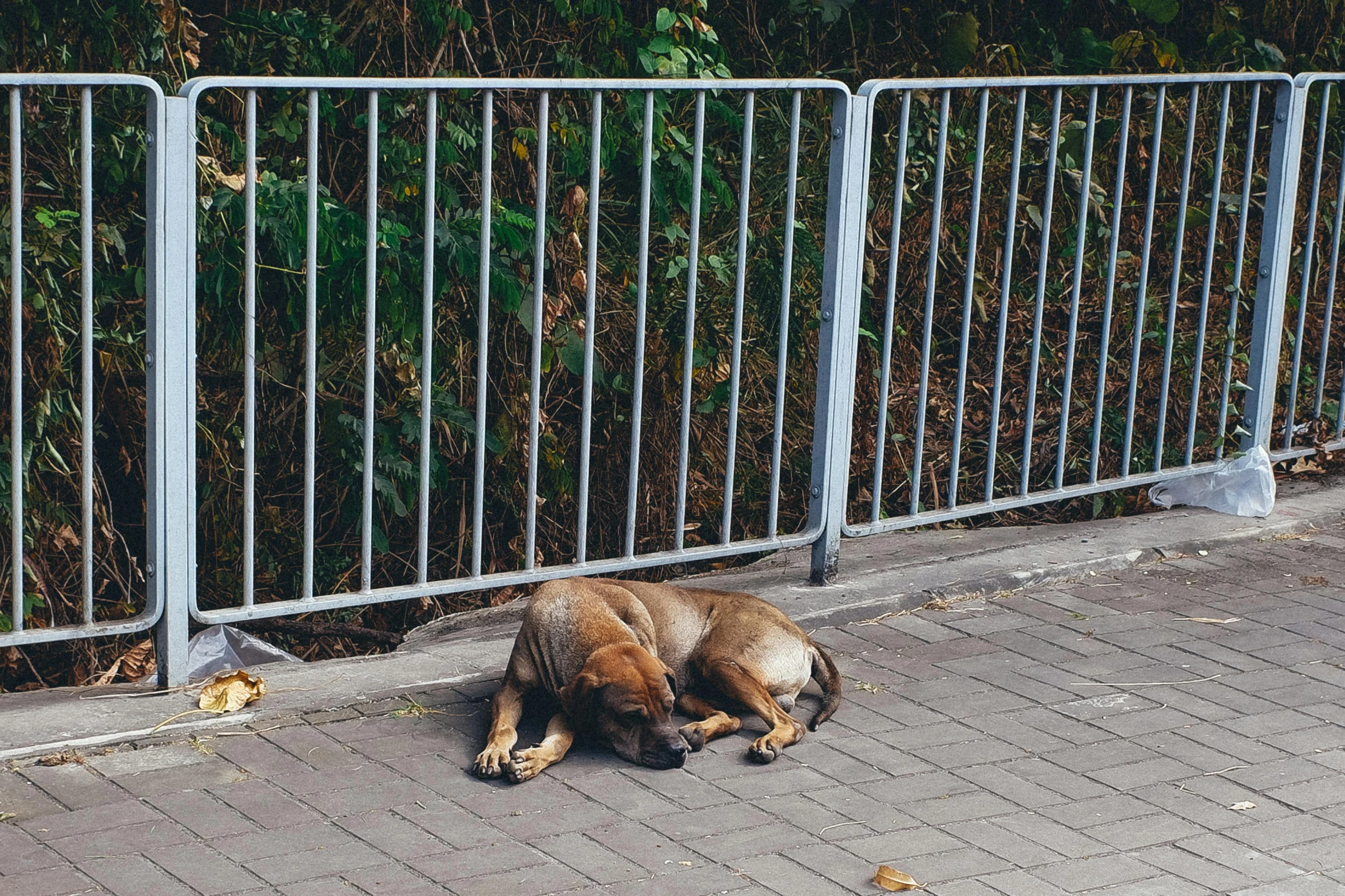 a dog is sleeping on a sidewalk next to a metal fence