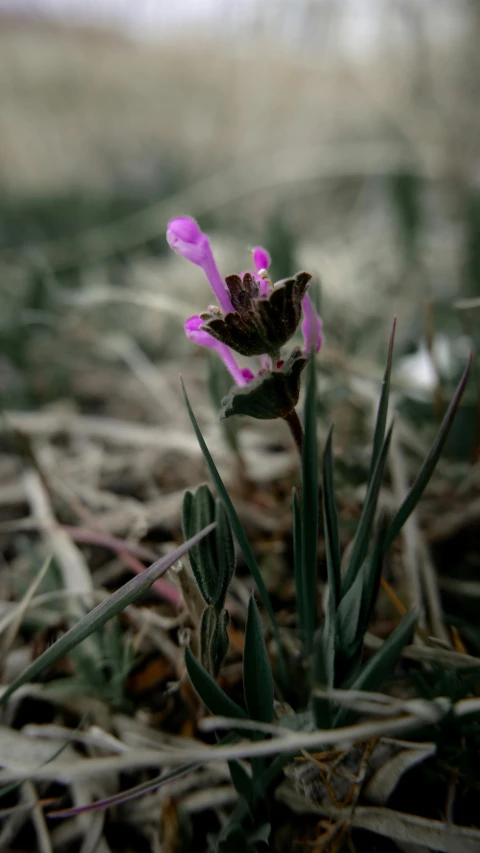 an orchid has a pink stem and is in the grass