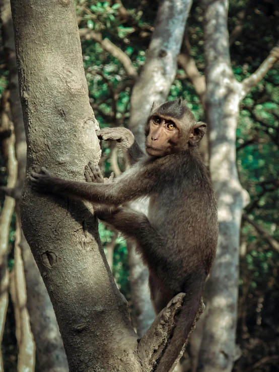 the monkey is standing up against the tree trunk