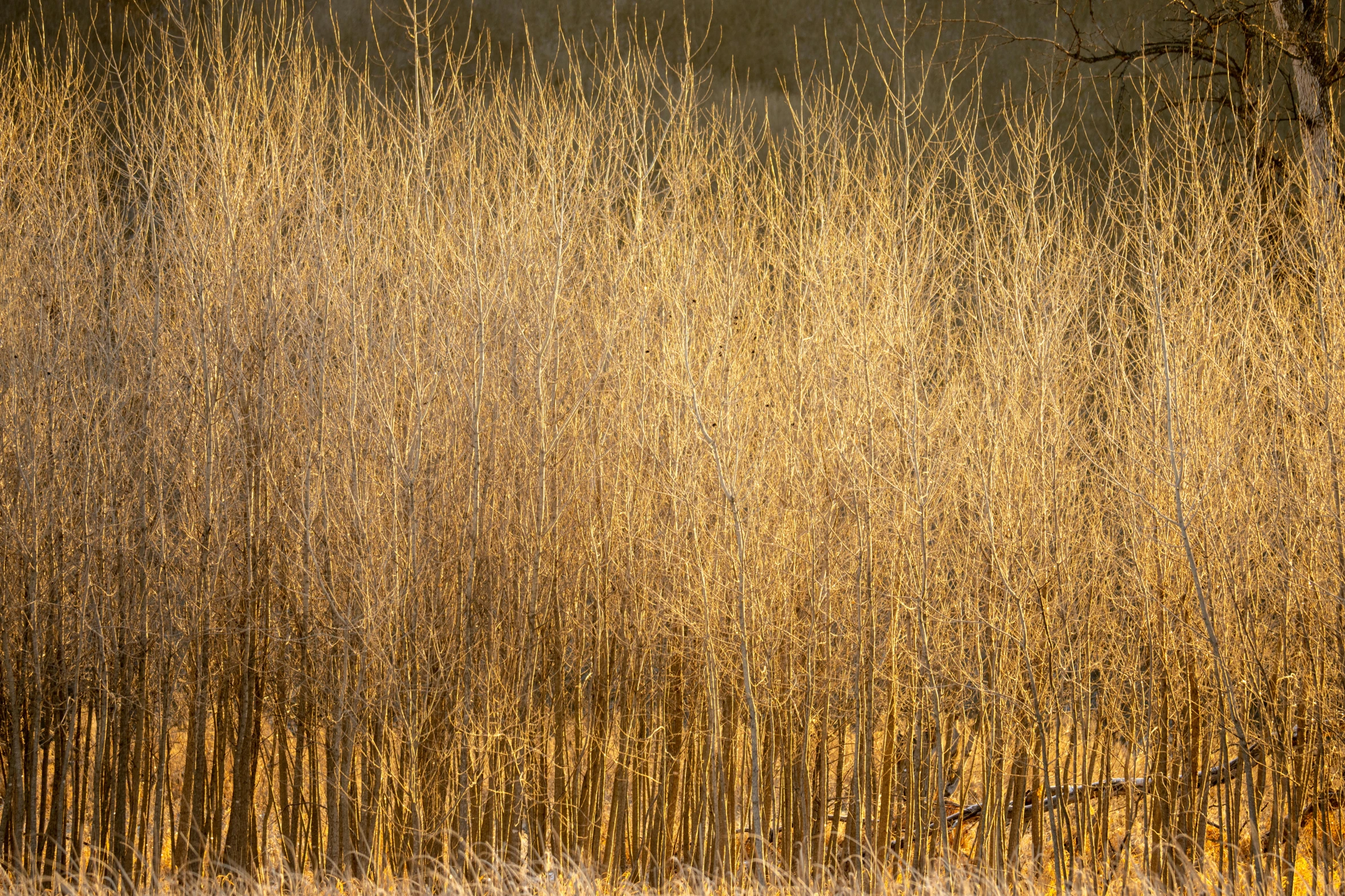 tall and thin brown leaves against a dark background