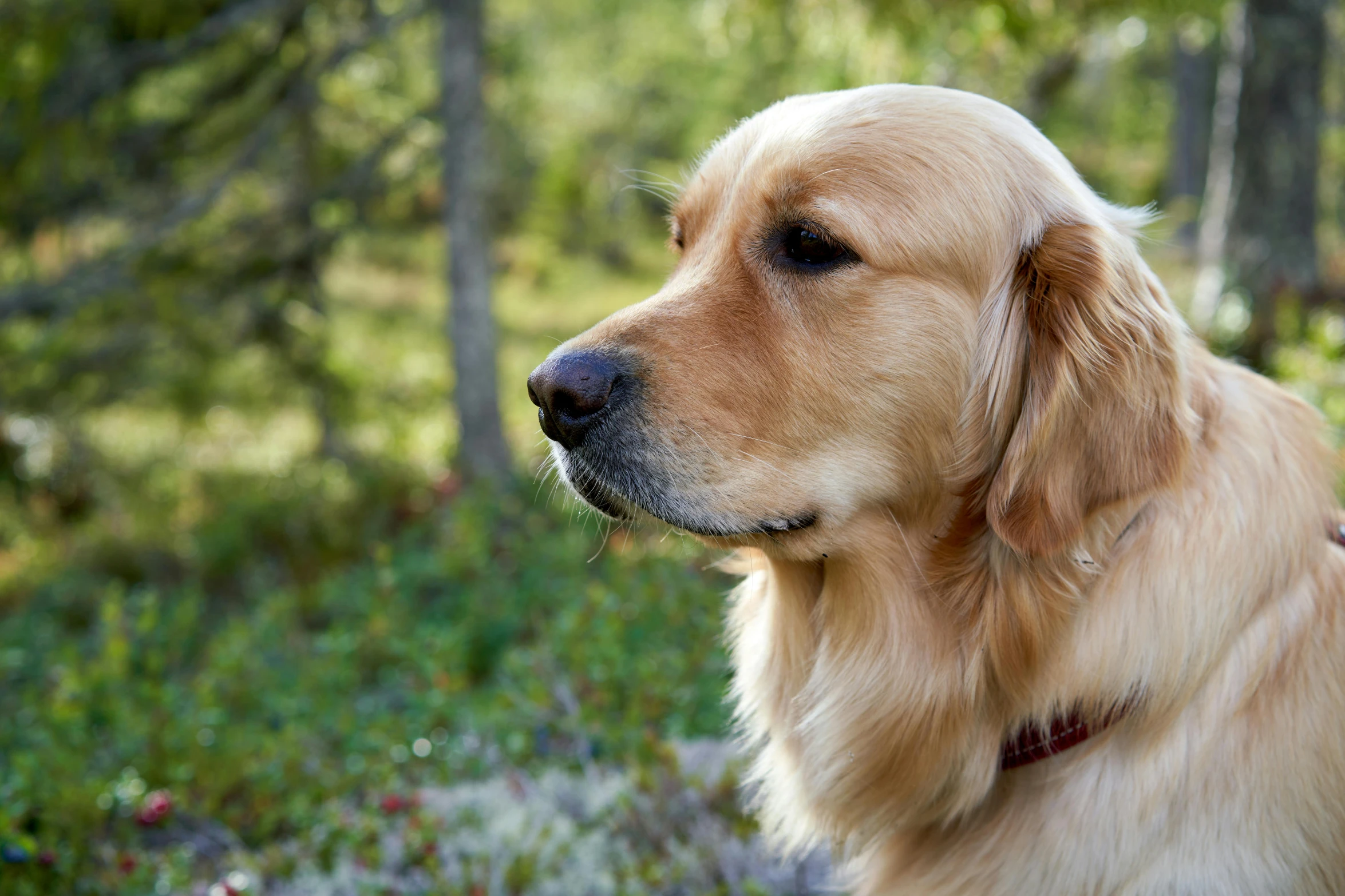 a close up of a dog looking out into the woods